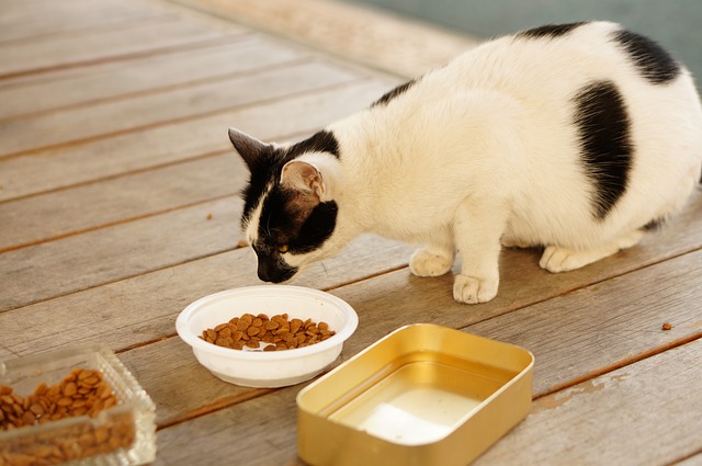 Why Do Cats Knock Over Their Food Bowls