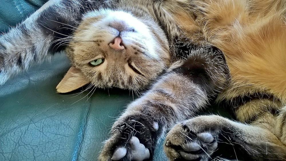 Can I Teach My Cat to Like Belly Rubs?