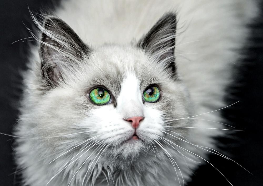 Signs and Symptoms of Whisker Loss in Senior Cats
