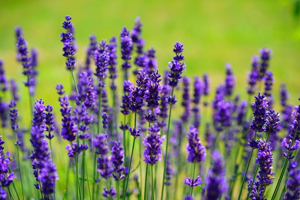 What Are the Pros and Cons of Using Lavender as a Cat Repellent?
