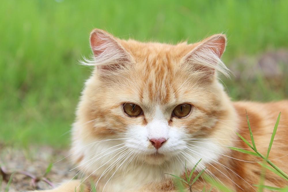 Identifying Symptoms of Bromeliad Poisoning in Cats