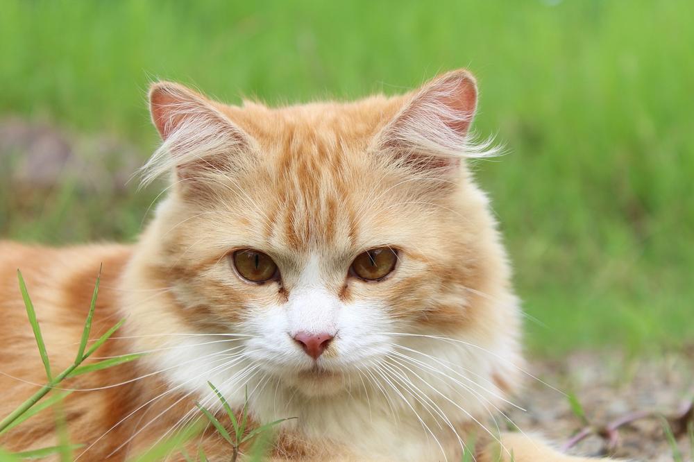 Understanding Whisker Fatigue: Causes and Symptoms