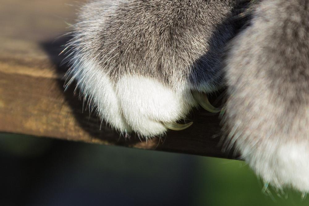 Can a Declaw Be Reversed?