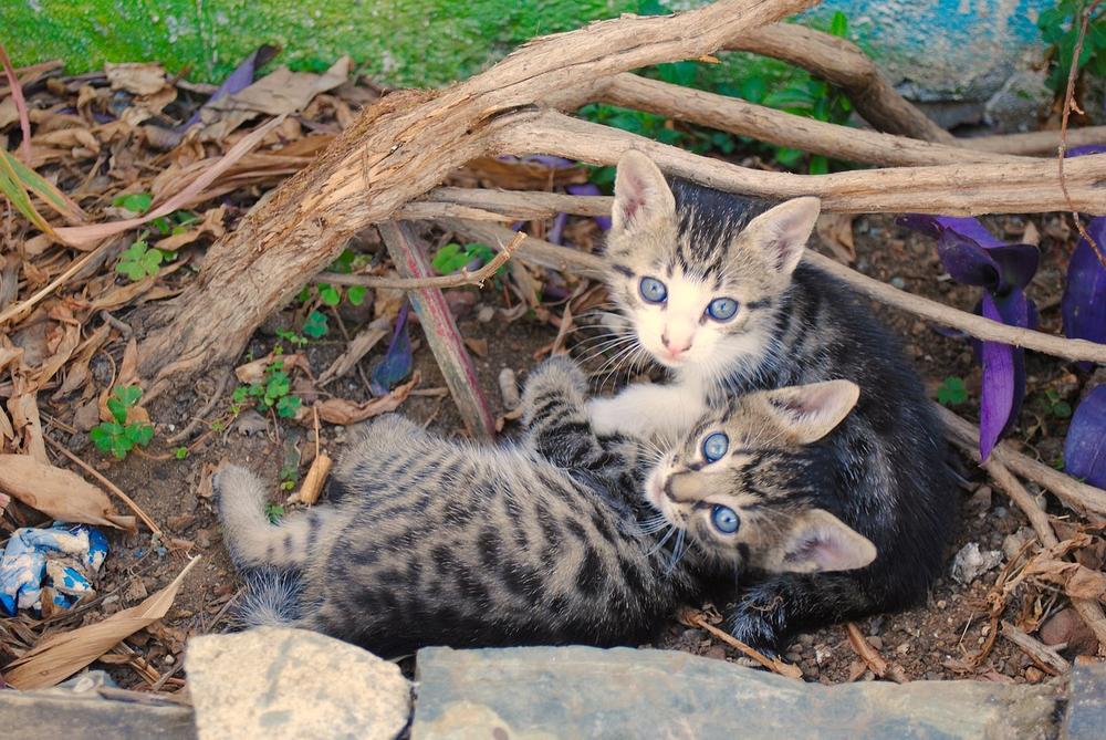 Why Do Cats Mate With Their Siblings?