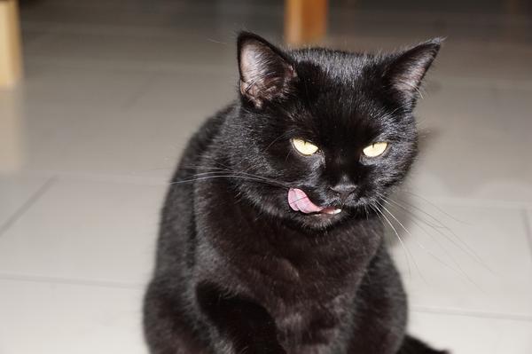 do black cats live longer