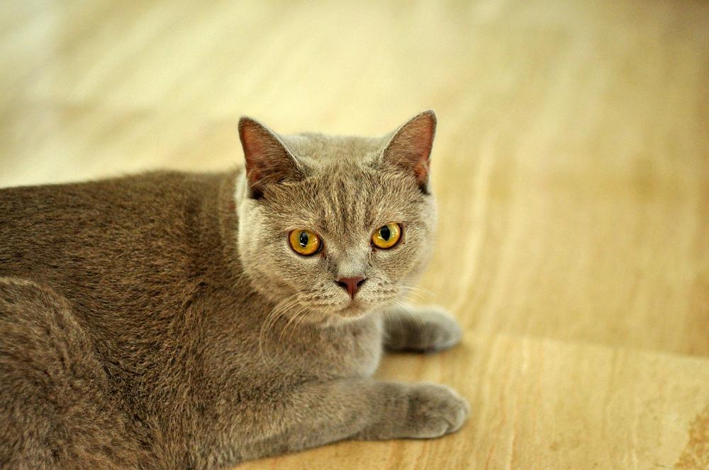 Main Differences in Purring Among Cat Breeds