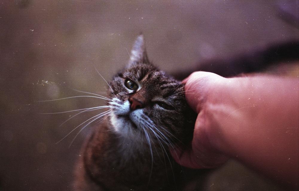 Why Do Cats Bite When They Are Being Petted?