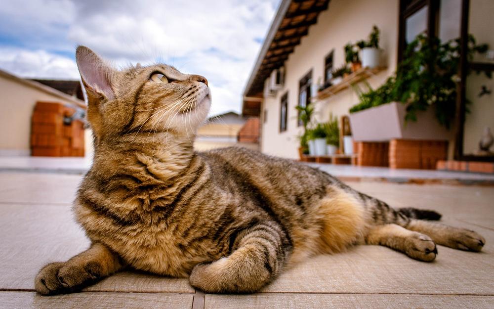 Are Pistachios Toxic to Cats?