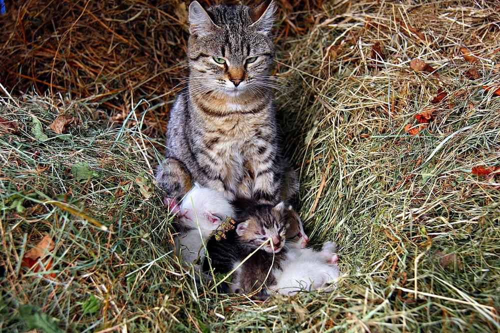Female cat instincts and maternal protection