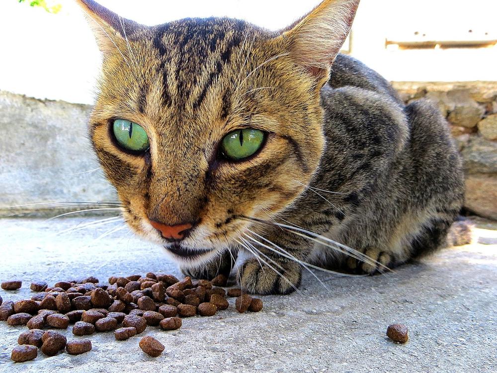 What Are the Benefits of Dry Cat Food?