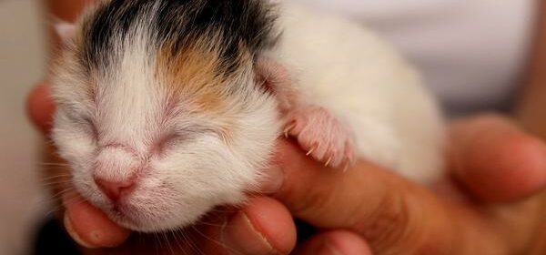 how long can a newborn kitten go without eating