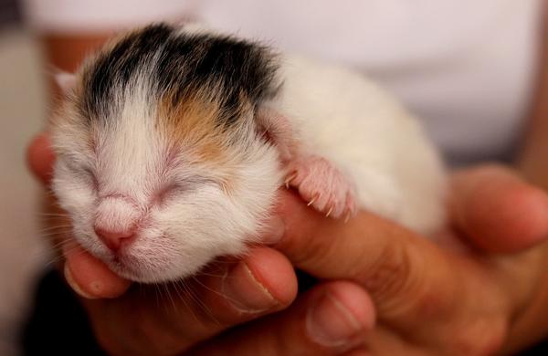 how long can a newborn kitten go without eating
