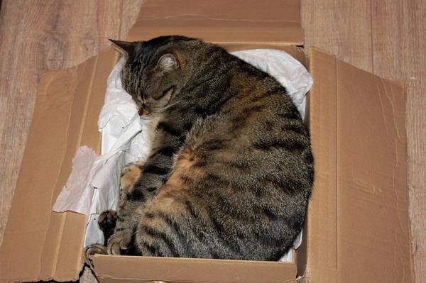 cat sleeping next to a litter box