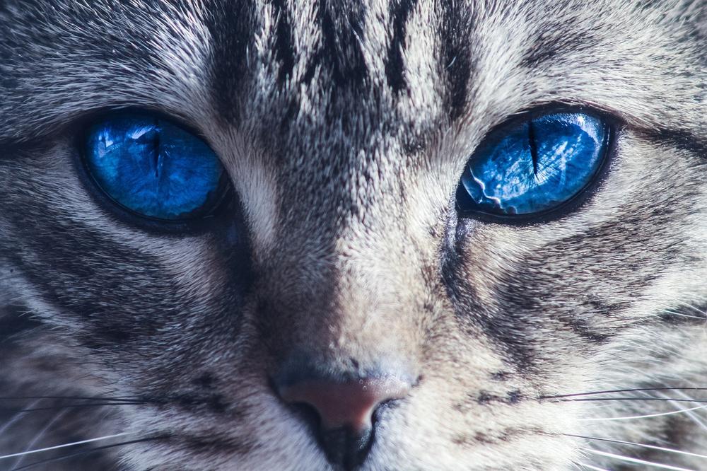 The Signs of Stress in Cats: How Prolonged Eye Contact Can Impact Them