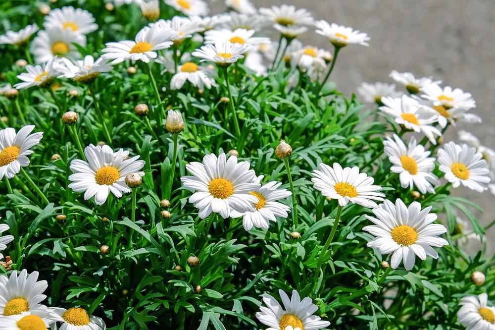 Why Are Daisies Toxic to Cats?