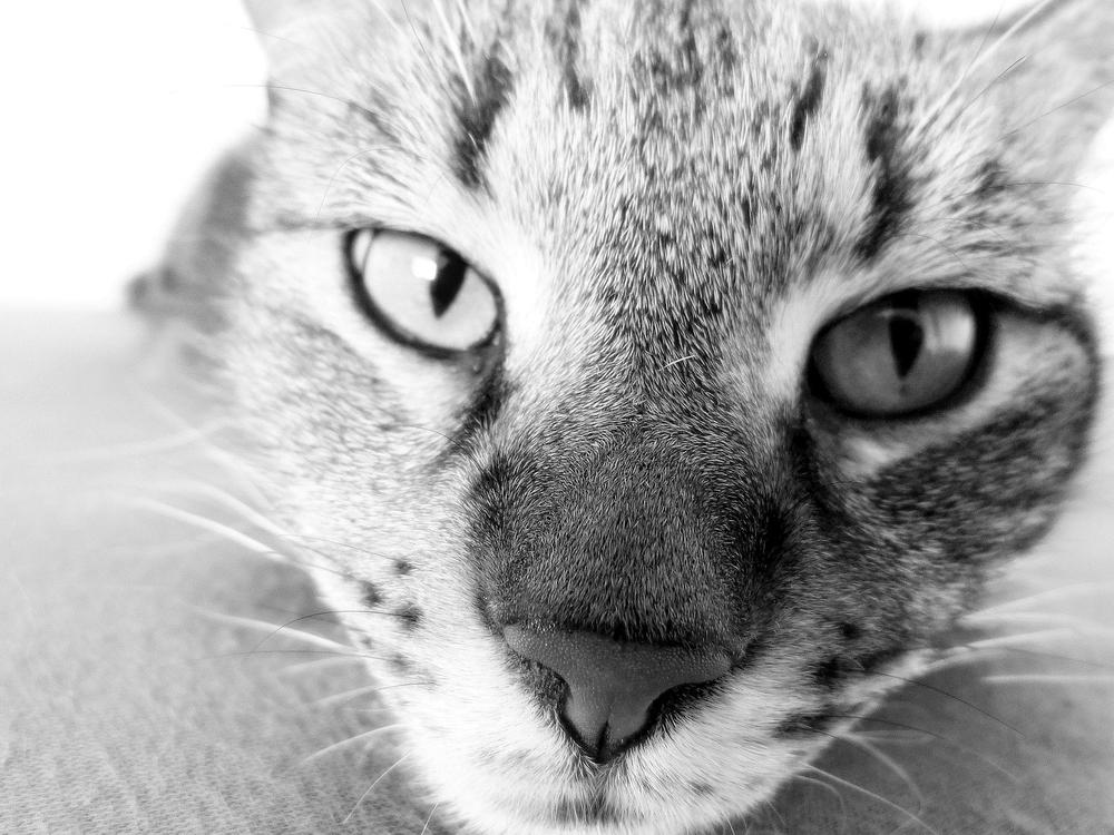 This Is Why Your Cat's Nose Is Swollen (+ What Should You Do)