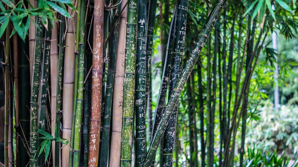 Is Bamboo Palm Toxic to Cats?