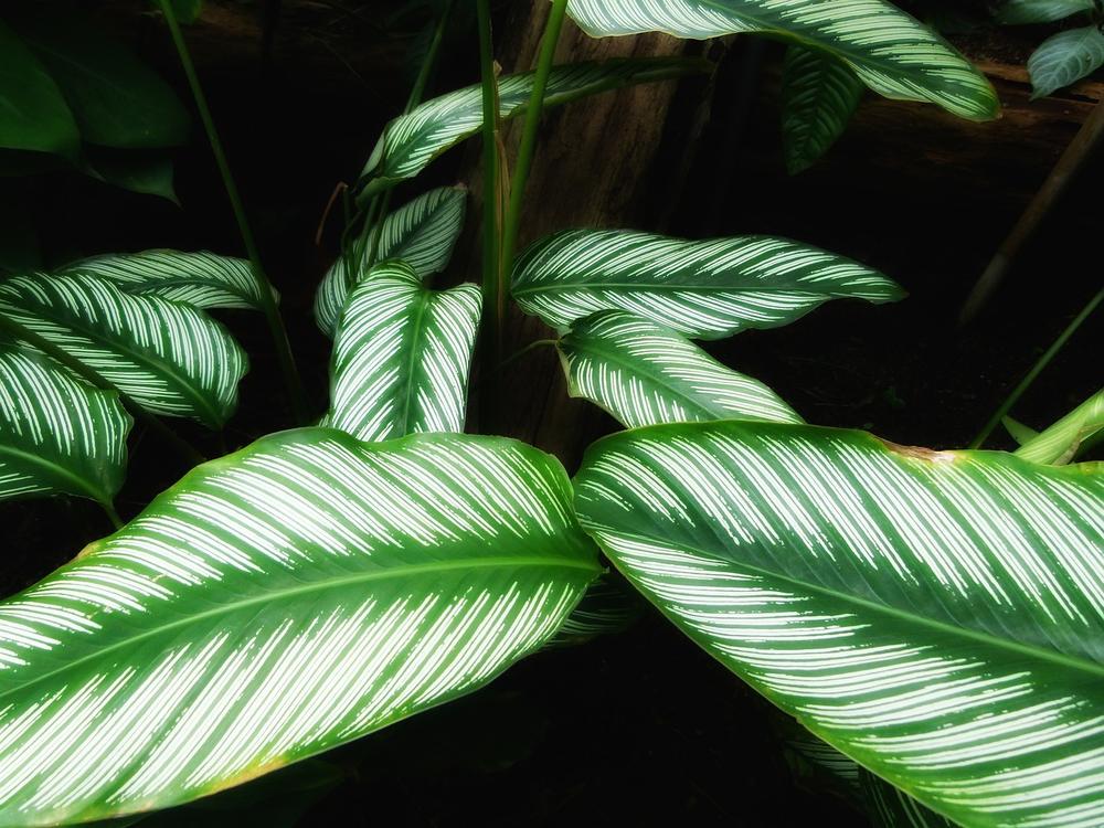 Is Calathea Safe for Cats?