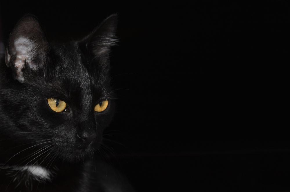 Black Cat Breeds and Their Eye Colors