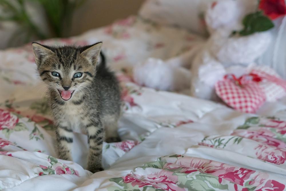 What to Do if a Newborn Kitten Is Not Eating?