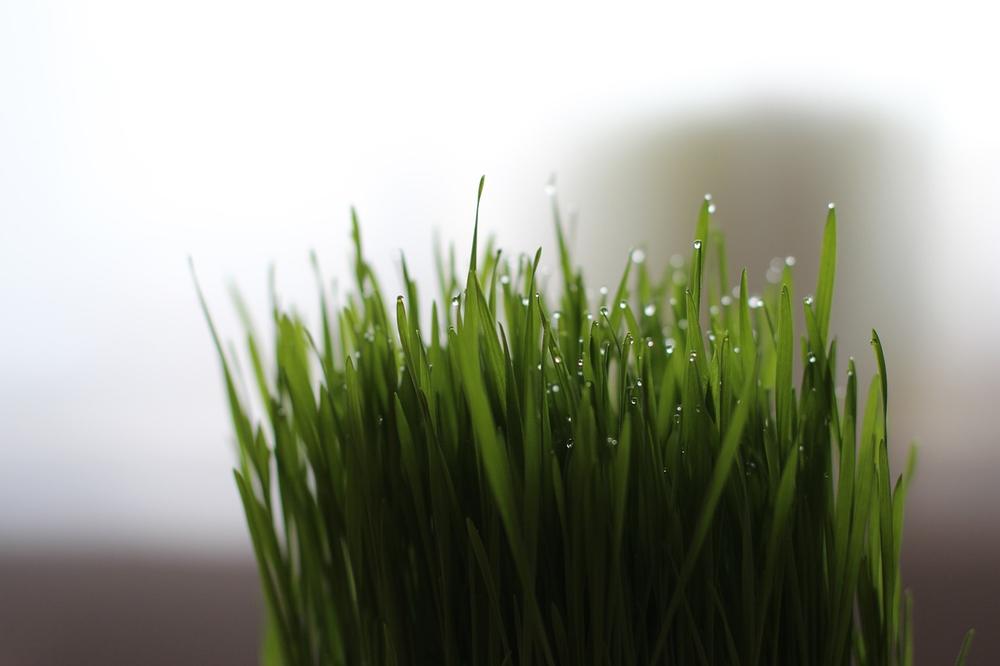 The Advantages of Cat Grass for Cats