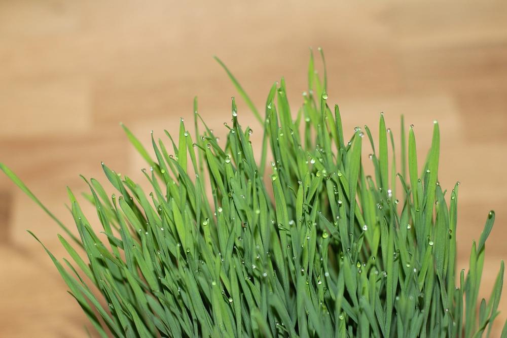 Understanding the Effects of Cat Grass on Cats