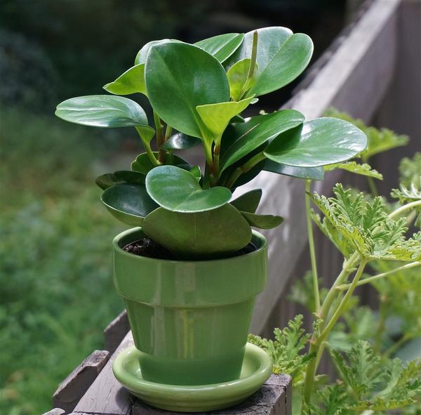 is peperomia safe for cats