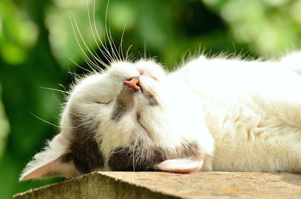 Can Cats Taste Vanilla?