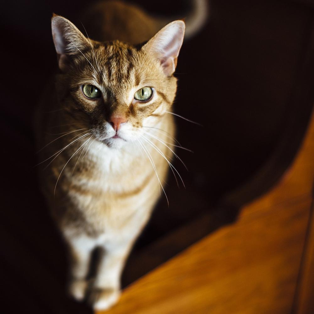 Understanding the Reasons Behind a Cat's Urinating Behavior