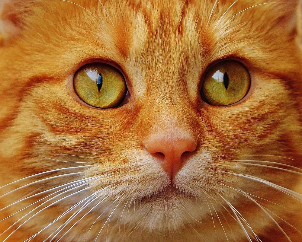 Exploring Cat Repellent: Plants, Orange Peels, Pros & Cons
