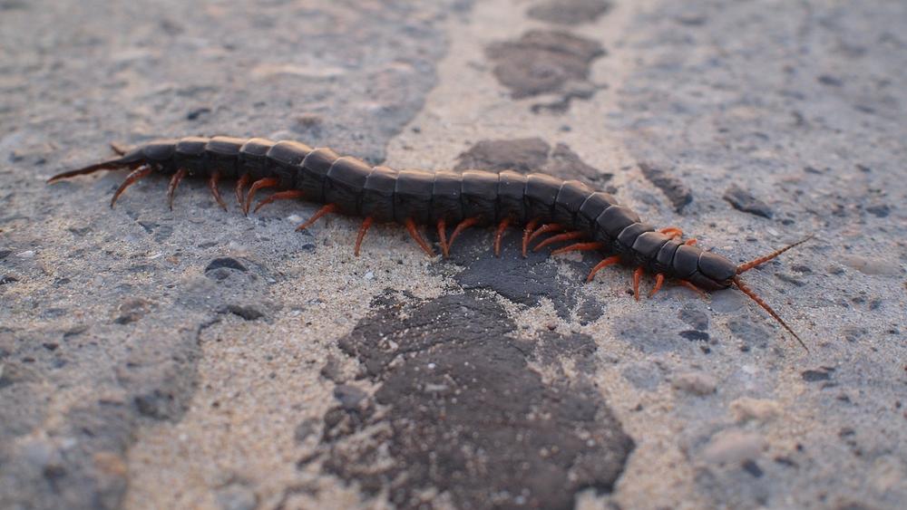 Signs of Poisoning in Cats from House Centipedes