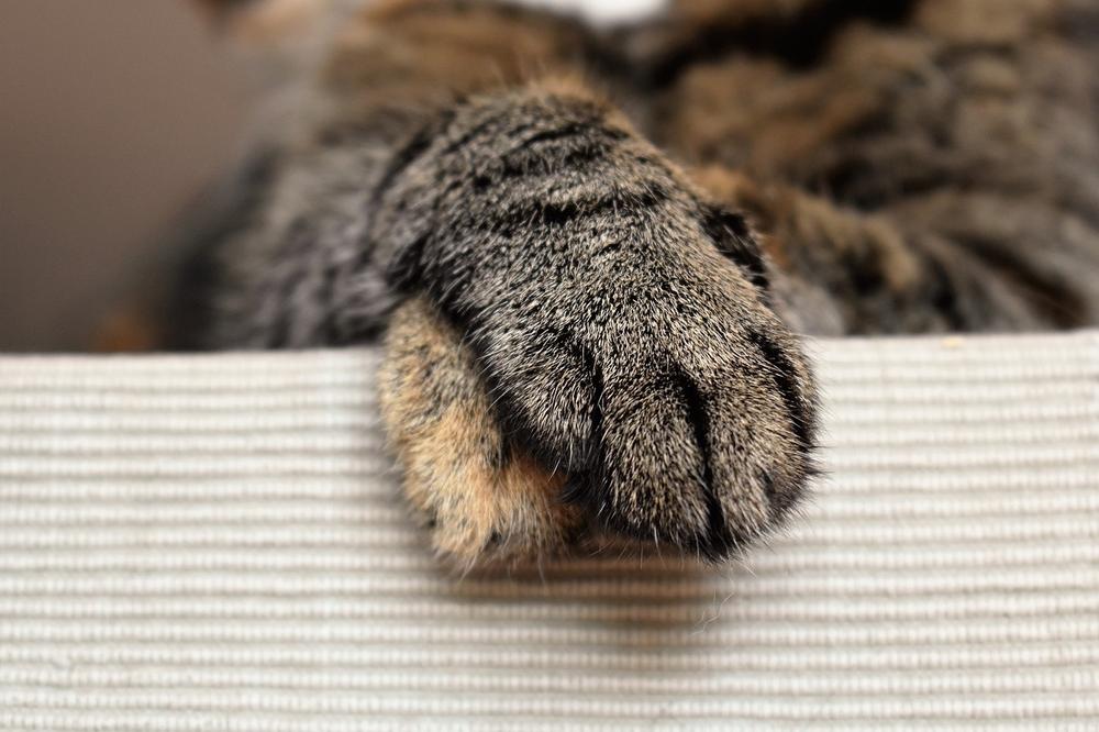 Minimizing Litter Tracking: Ensuring Comfort for Cat's Paws