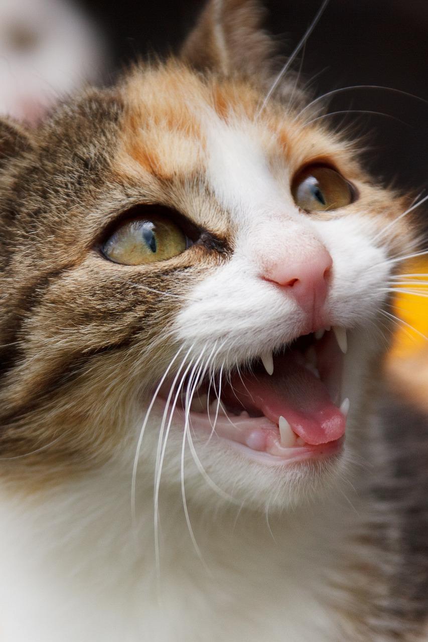 What to Do if Your Cat Eats Apple Pie Filling?