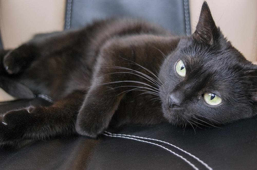 Why Are Black Cats Considered BAD LUCK?