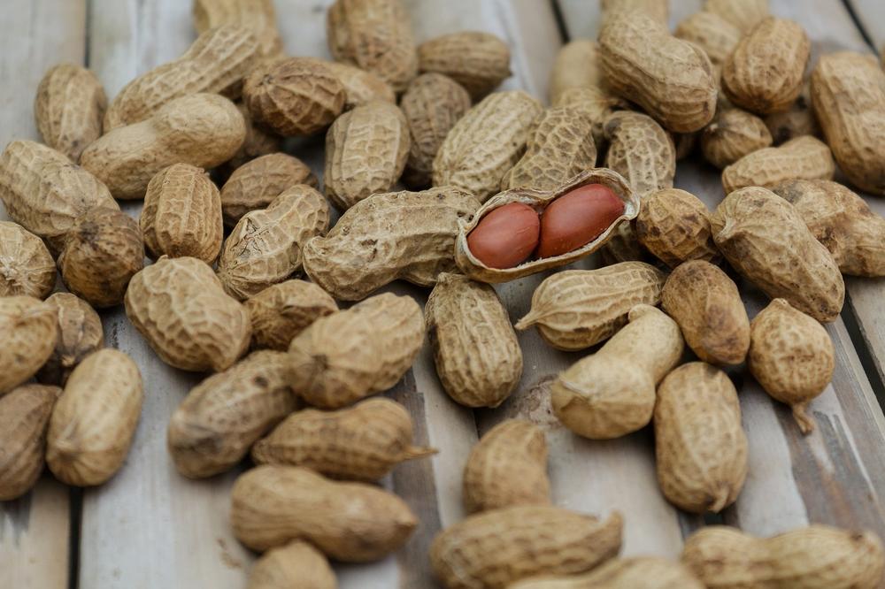 The Hazards of Feeding Peanuts: Toxicity Concerns for Cats