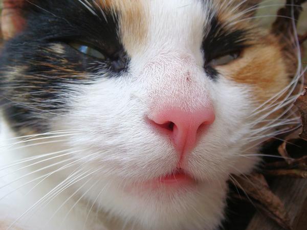 is turmeric safe for cats