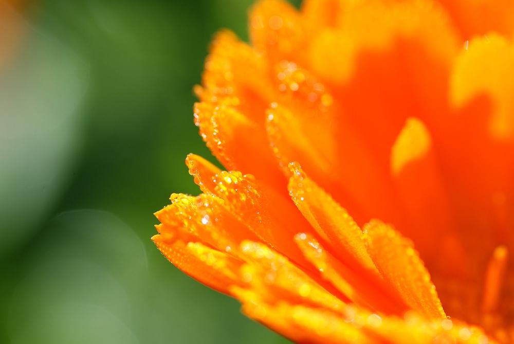 Benefits and Uses of Calendula for Cats