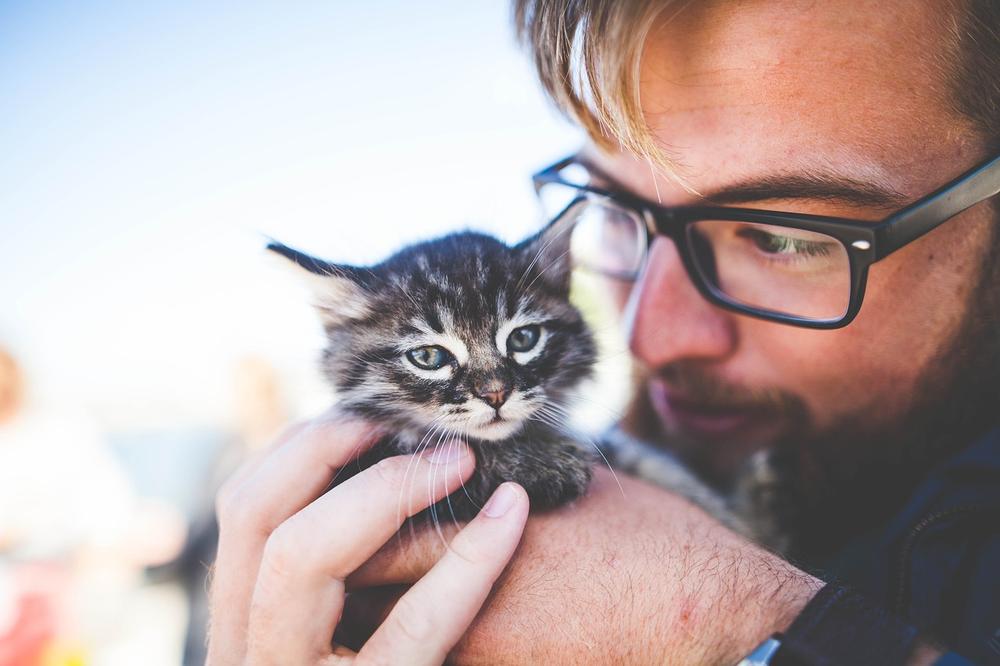 Can Kittens Eat Fennel?
