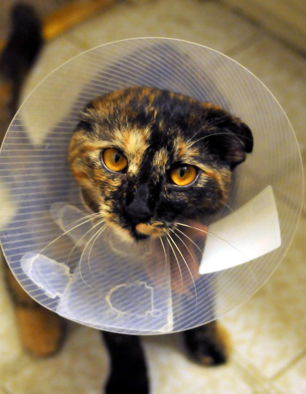 How Long Should a Cat Wear a Cone After Neutering?