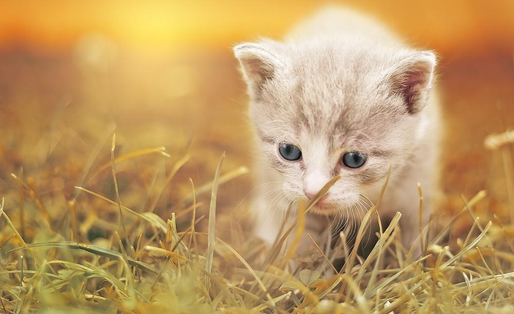 What Should You Do if Your Pregnant Cat Sneezing a Lot?
