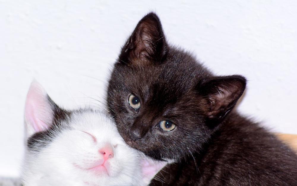 Understanding Kittens' Constant Purring