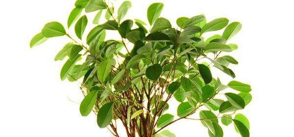 is ficus toxic to cats