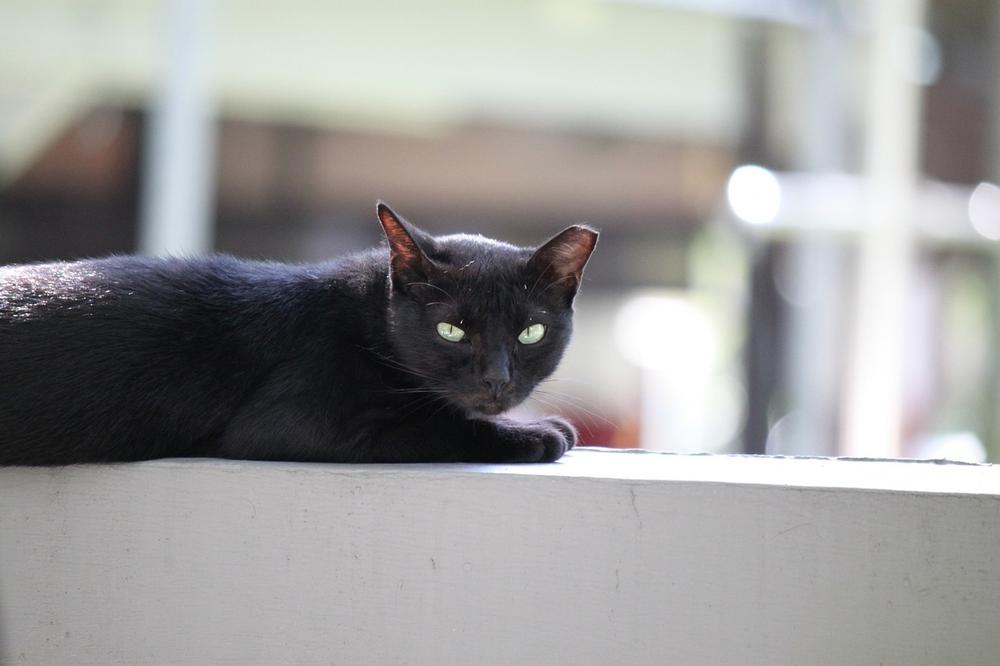 Are Pure Black Cats Rare?