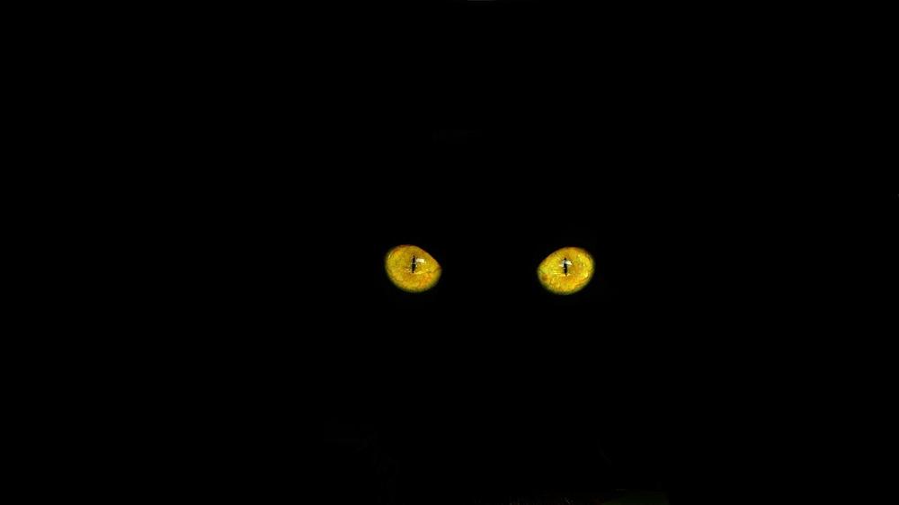 The Function of Tapetum Lucidum in Cats' Eyes