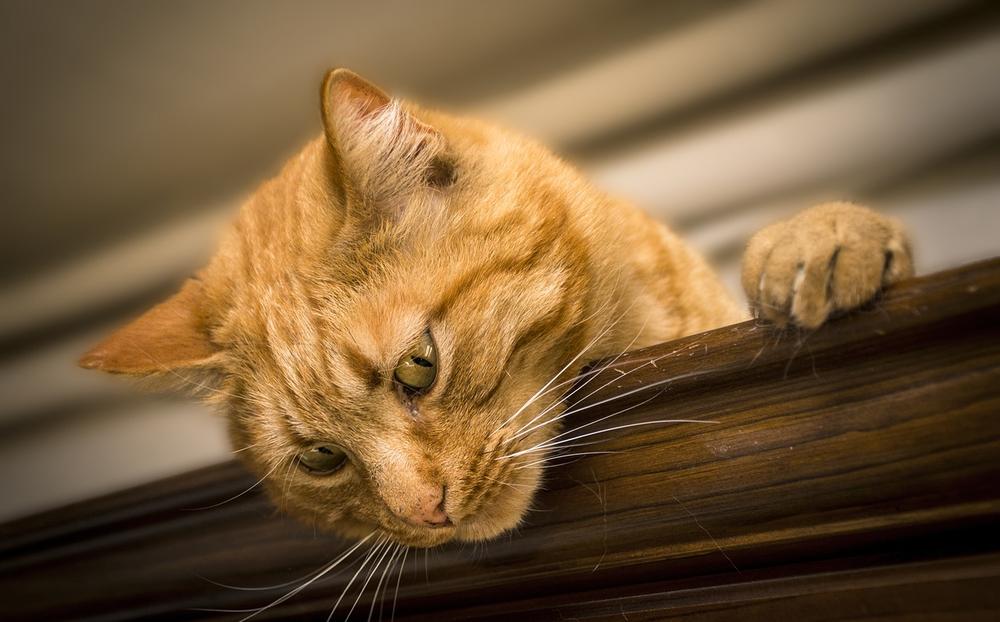 Understanding Cats’ Sensitivity to Aromatherapy