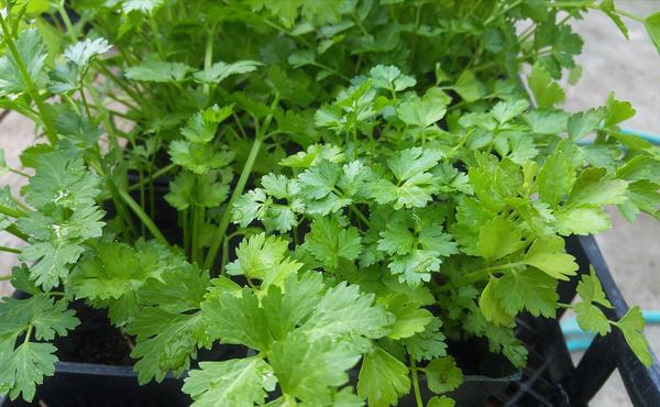 is cilantro toxic for cats