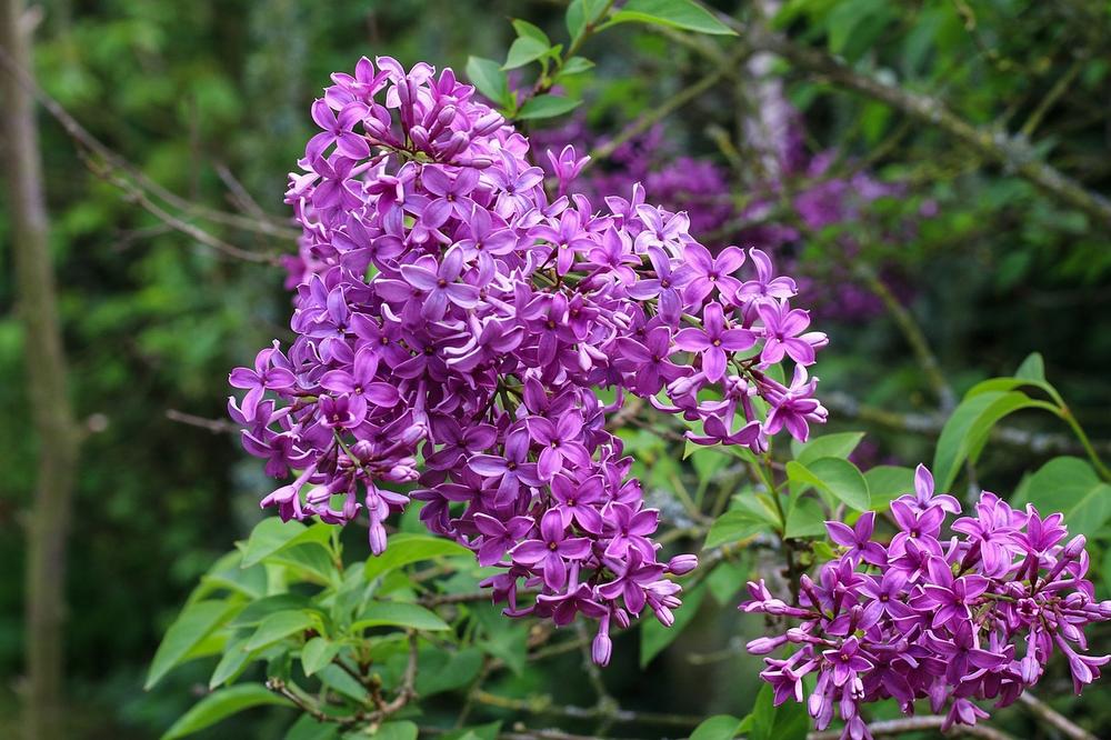 Persian Lilac and Its Toxicity to Cats
