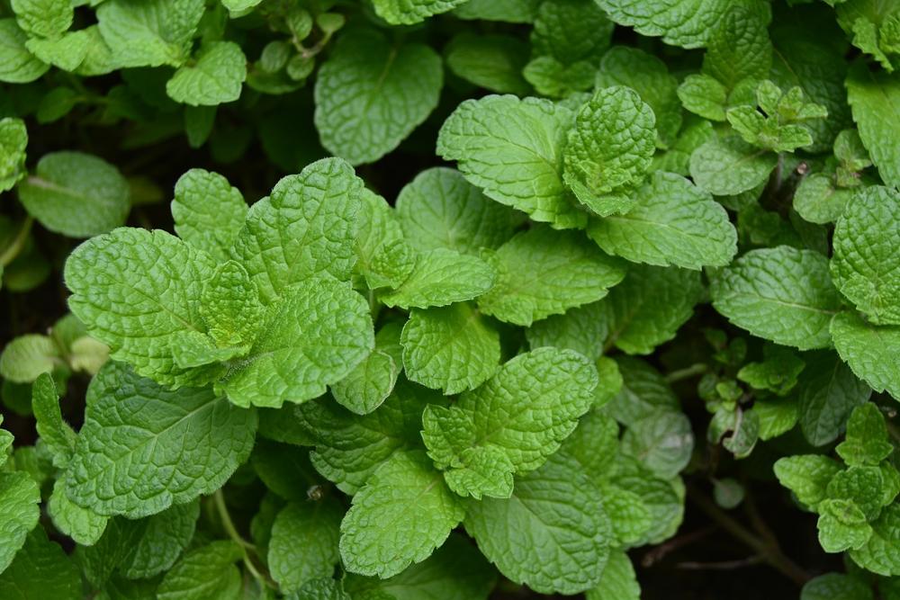 Is Mint Plant Poisonous to Cats?