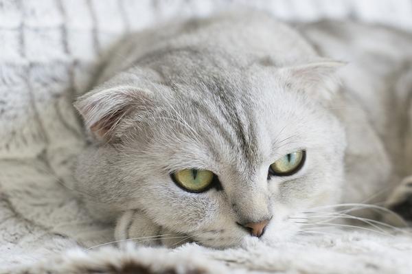 is sorbitol safe for cats