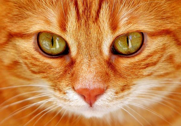 why do cats rub their eyes
